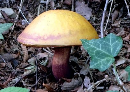 Tento hřib si Kamila nechala schválit od pokladní v supermárketu při koupi vajíček. Smaženice byla výtečná!